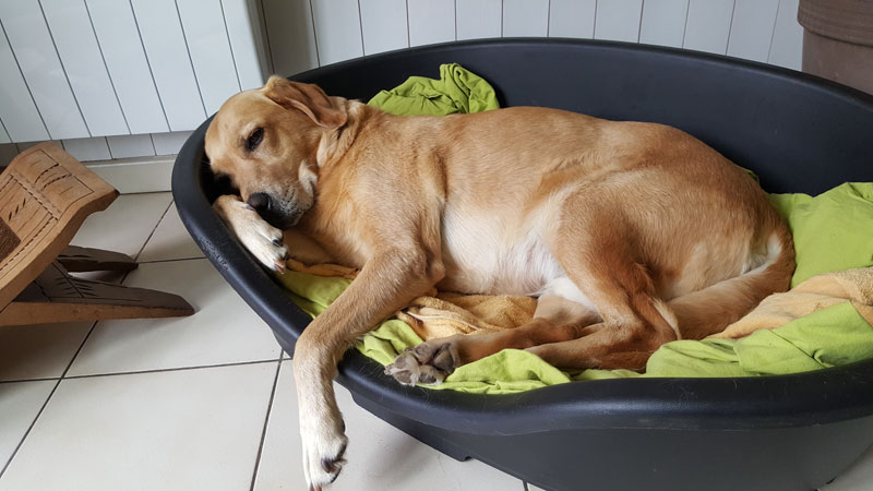 Balto, labrador sable est couché dans un panier