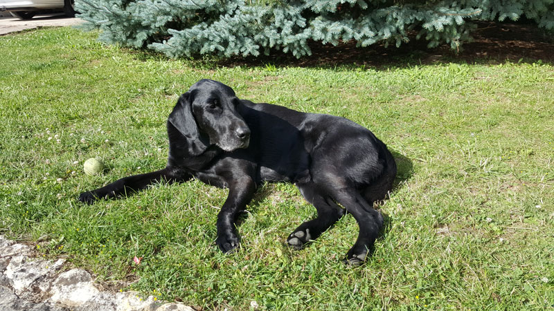 Emir, labrador noir allongé dans l'herbe une balle est à côté de lui