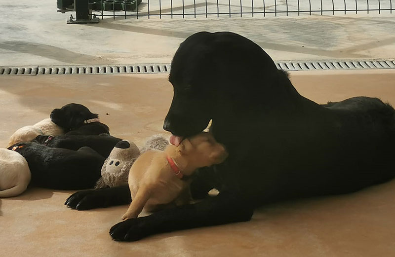 Nanou lèche un de ses petits