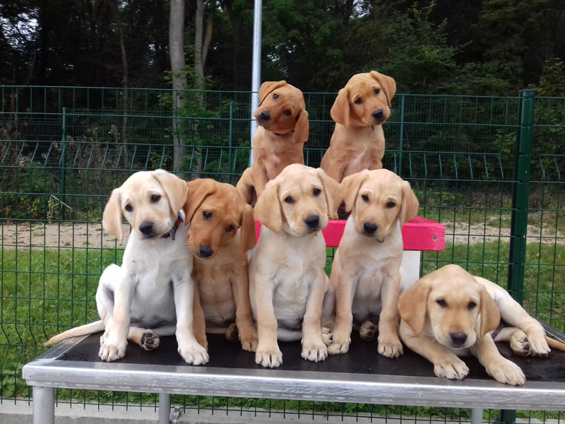 7 petits labradors sont assis et prennent la pose devant l'objectif. Ce sont les petits de Jasko