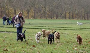 Thérèse se promène dans une clairière avec des chiens guides en détente.