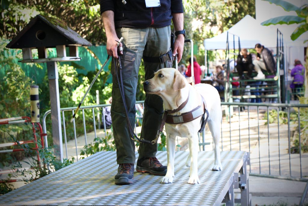 Un chien est en démonstration au harnais avec son éducateur. 