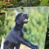 Gros plan sur le chiot labrador noir de la couverture