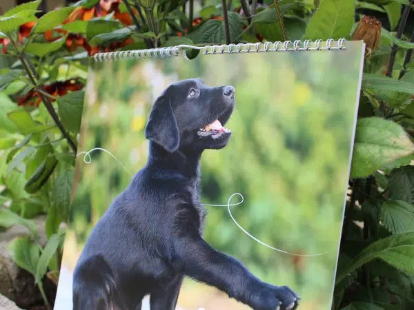 Gros plan sur le chiot labrador noir de la couverture