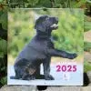 Photo du calendrier 2025 de l'Ecole de Chiens Guides de Paris avec un chiot noir au centre