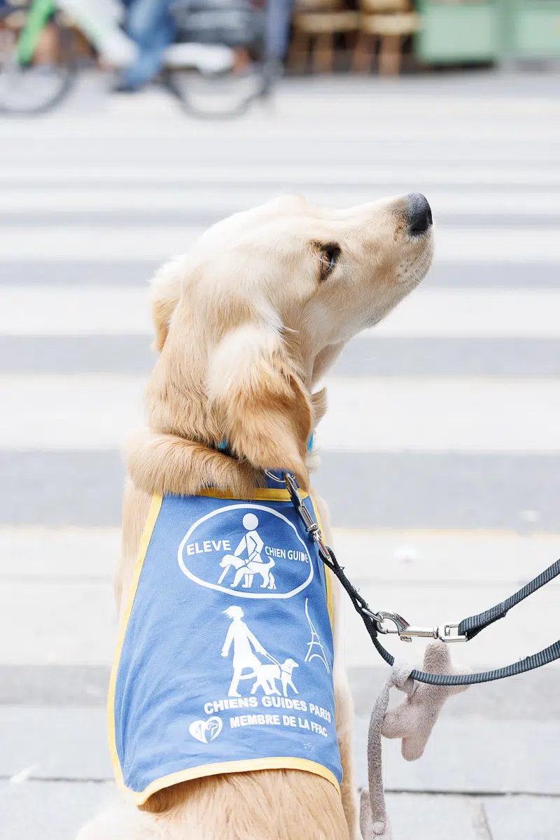 Gros plan de Volt, labrador sable avec son body